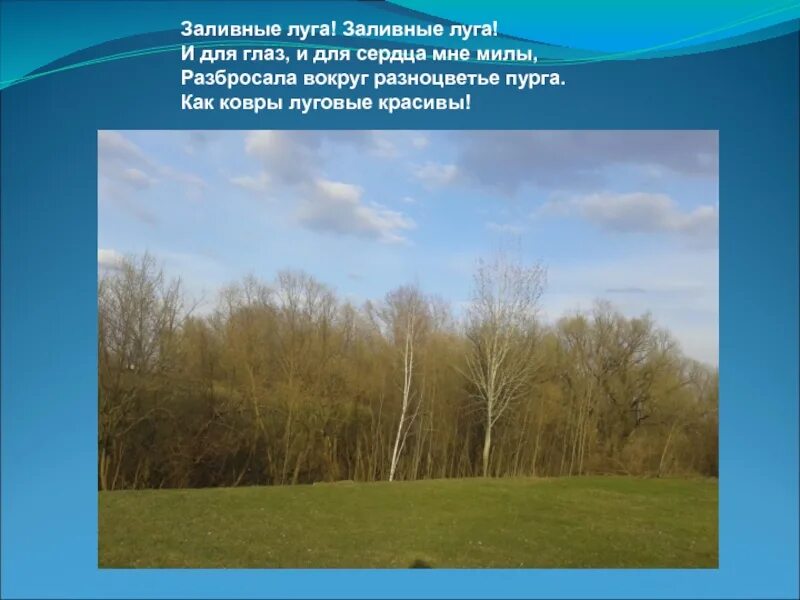 Пойменные луга. На заливных лугах текст. Суходольные луга. Заливные луга. Пойменная растительность.