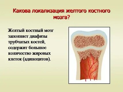 Костный мозг кожа
