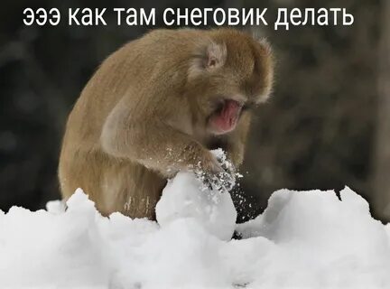 Обезьяна февраль