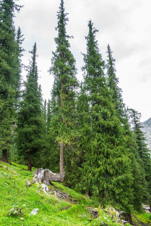 Перевал кыргызстан жайлоо. Королева тянь шань ель. Ель королева тянь шаня. Ель тянь-шанская цветет. Ель королева тянь шаня.