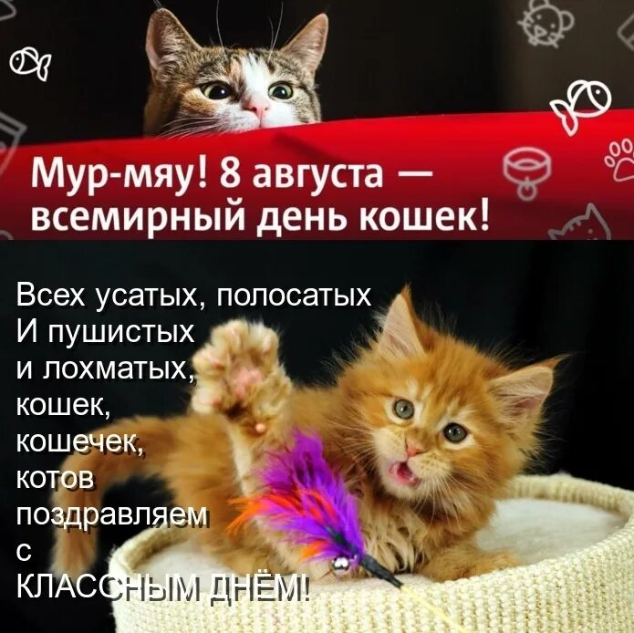 Беседа день кошек. День кошек. День кошек Всемирный день. День кошек 8 августа. Всемирный день кошек открытки.