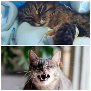 У кота отказала печень