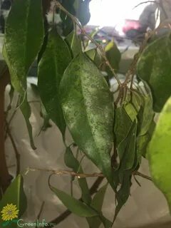 Фикус поник