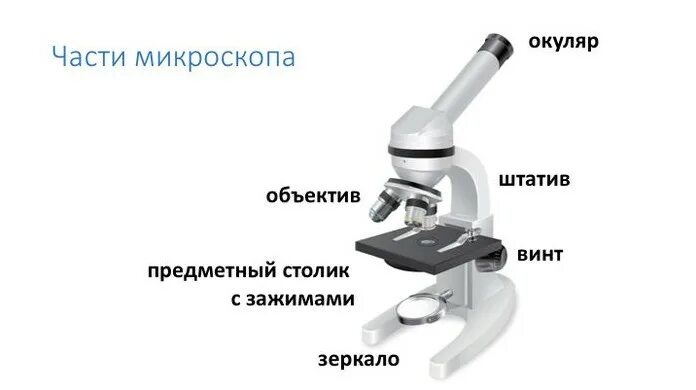 Биология 5 кл строение микроскопа. Что такое микроскоп и строение микроскопа 5 класс биология. Части светового микроскопа 5 класс биология. Части микроскопа биология 5 класс. Части микроскопа и их названия и функции