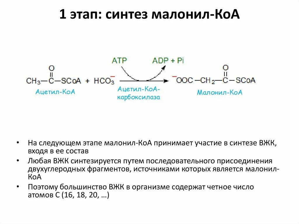 Окисление в биосинтезе. Синтез жирных кислот из ацетил КОА. Роль малонил КОА В синтезе жирных кислот. Реакция малонил КОА. Образование малонил КОА, роль биотина.