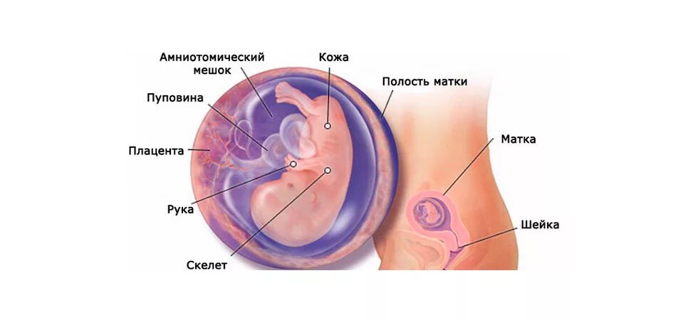 9 неделя развития плода. Эмбрион на 10 неделе беременности. Внутриутробное развитие ребенка. Ребёнок на 10 неделе беременности. Внутриутробное развитие плода.