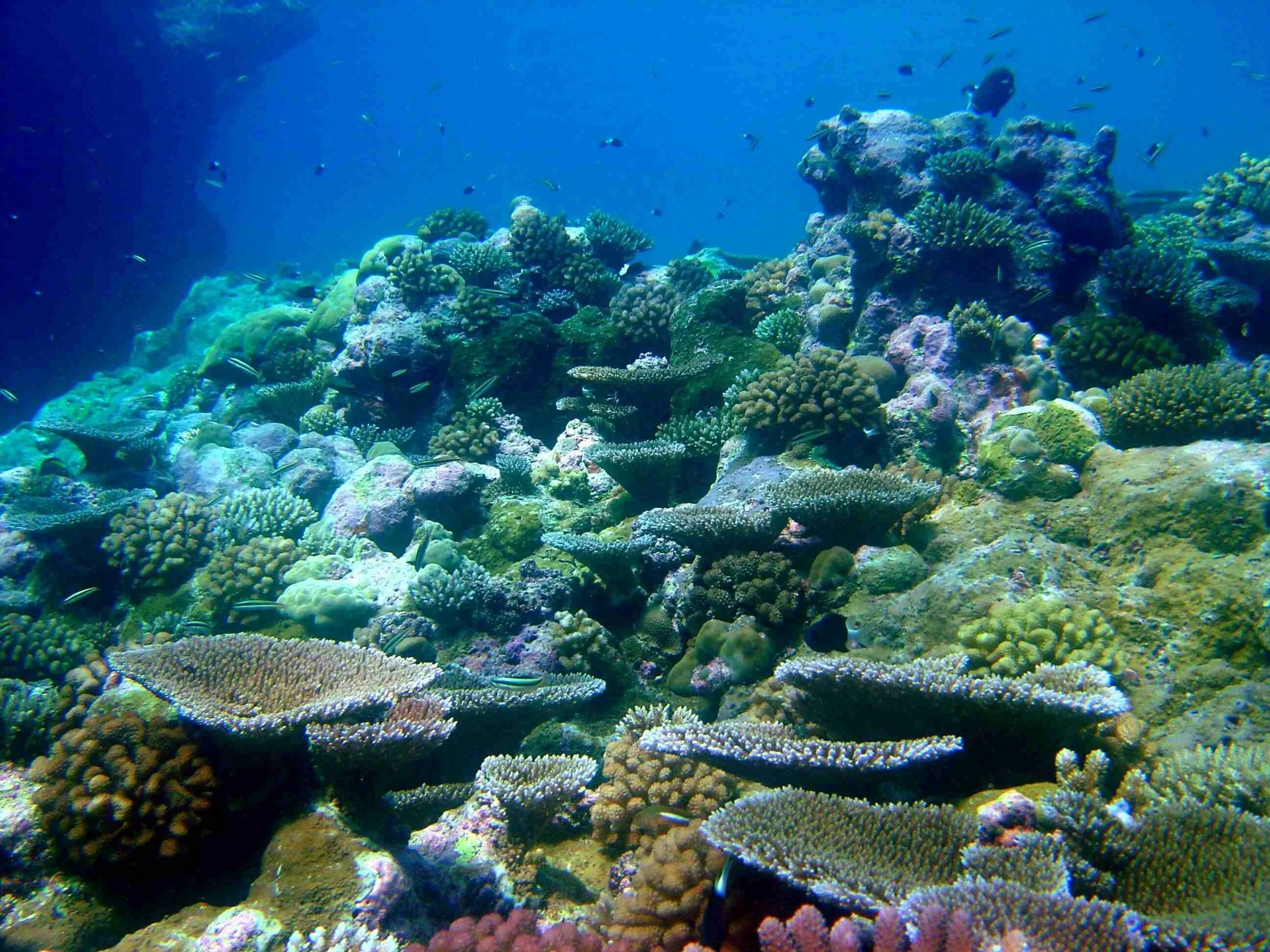 Экосистема кораллового рифа. Морские экосистемы. Морские биомы. Коралловый риф.