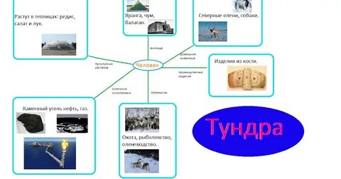 Основные виды деятельности в тундре