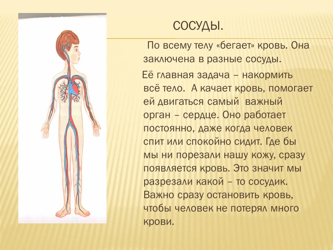 Сосуды по всему телу организму. Мурашки бегают по телу. Как бежит кровь по сосудам.