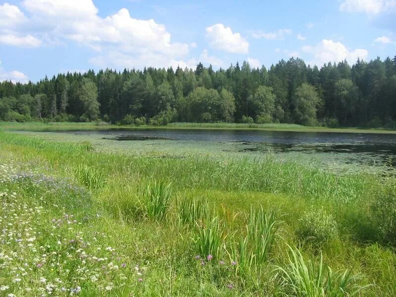 Савинский р н. Савинский р н