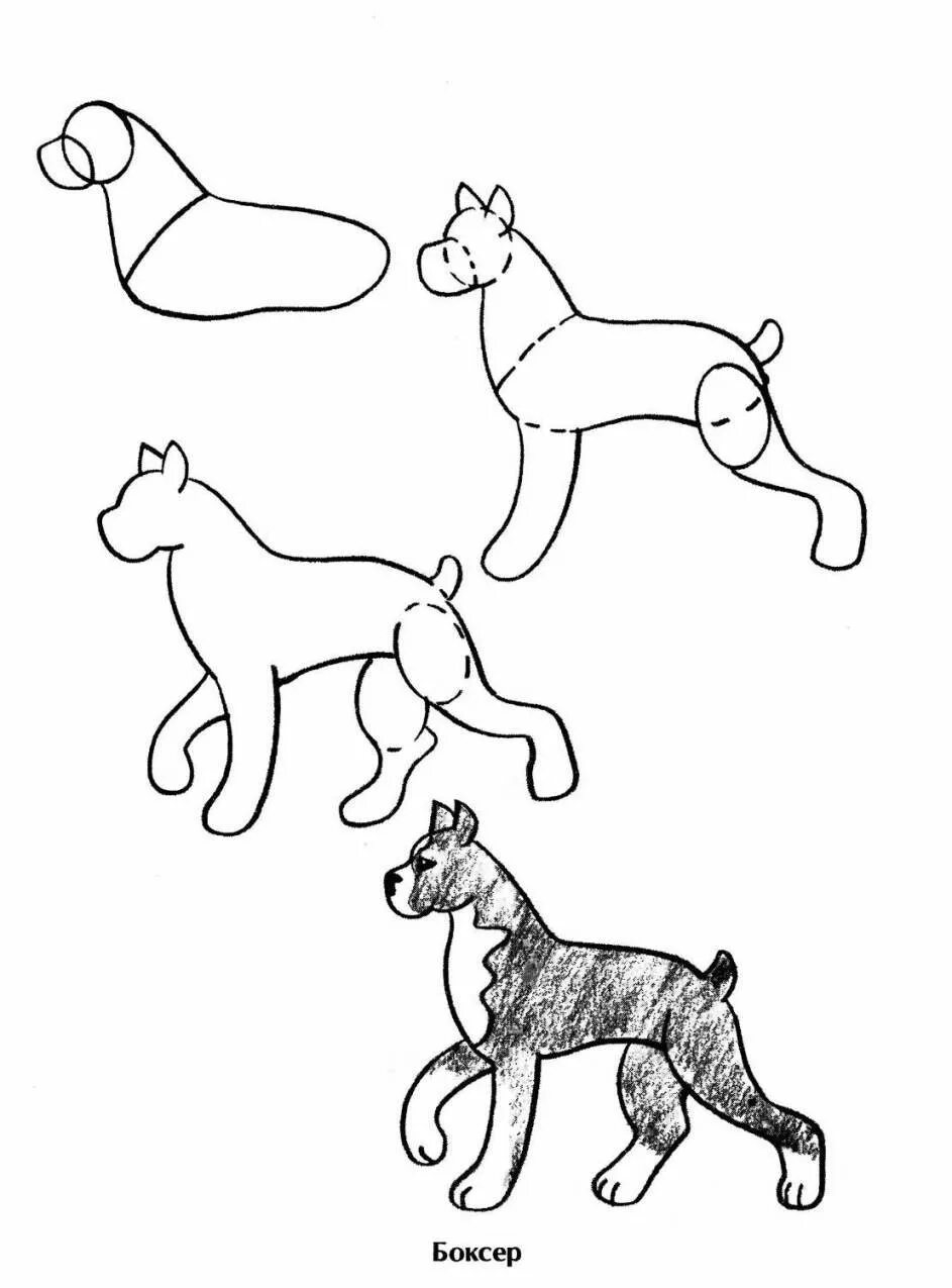 Схема собаки рисунок. Пошаговое рисование собаки. Поэтапное рисование собаки для детей. Собака рисунок карандашом. Поэтапный рисунок собаки.