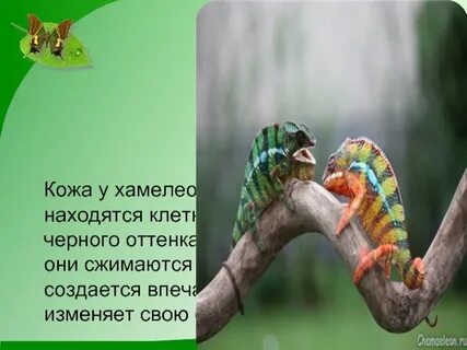 Хамелеон 3 класс