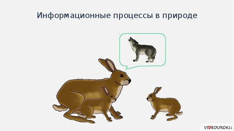 Информационные процессы животных. Информация и информационные процессы в живой природе. информационные процессы в живой природе примеры. сообщение информационные процессы в живой природе. примеры информационных процессов в природе.