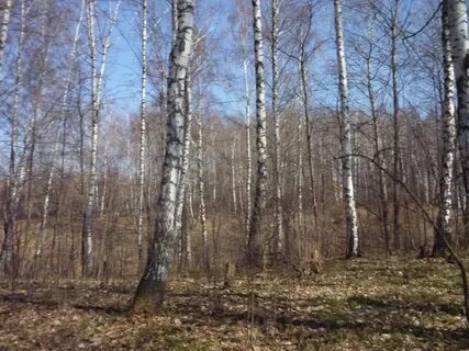 Весеннем пил