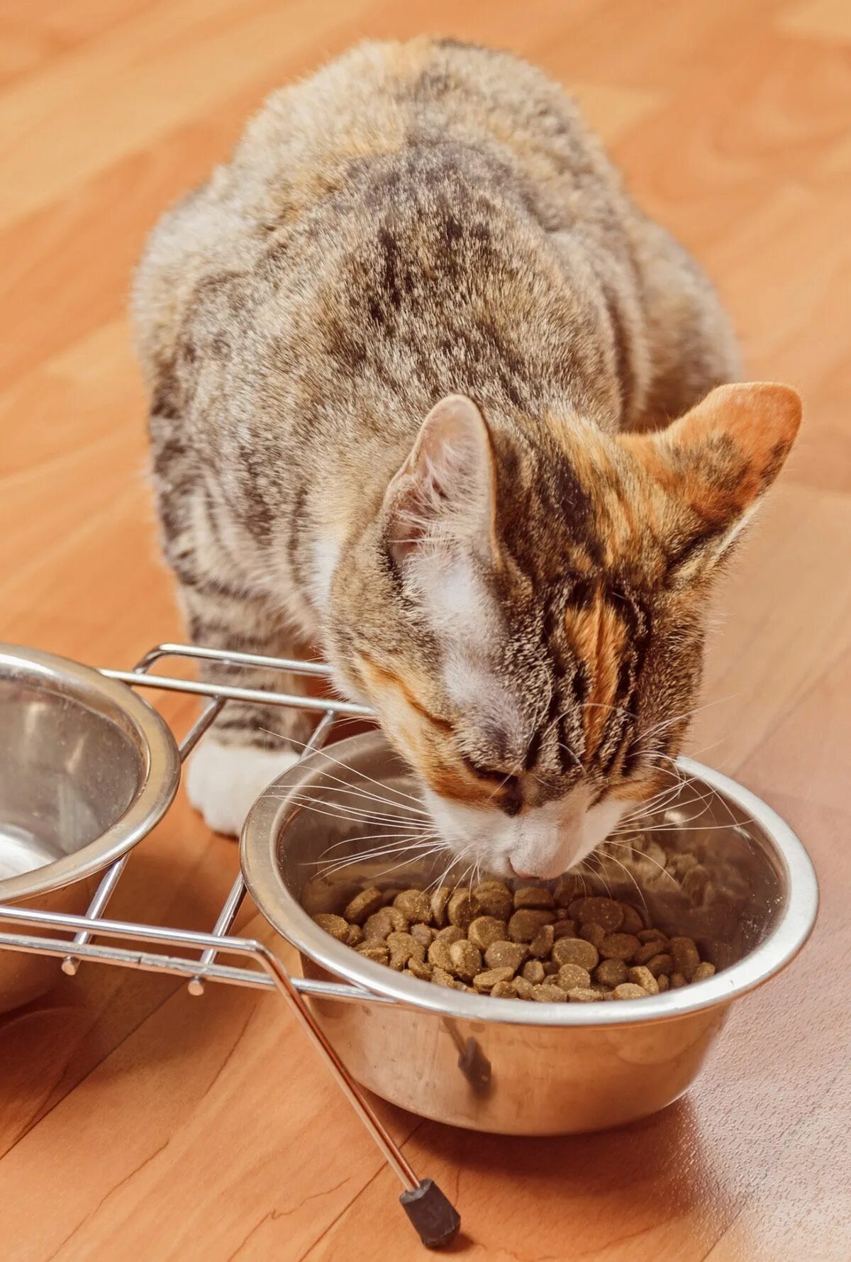 Чем кормить кастрированного кота в домашних условиях. Откормленный кот. Кошка ест. Корм для кота. Ем кошачий корм.