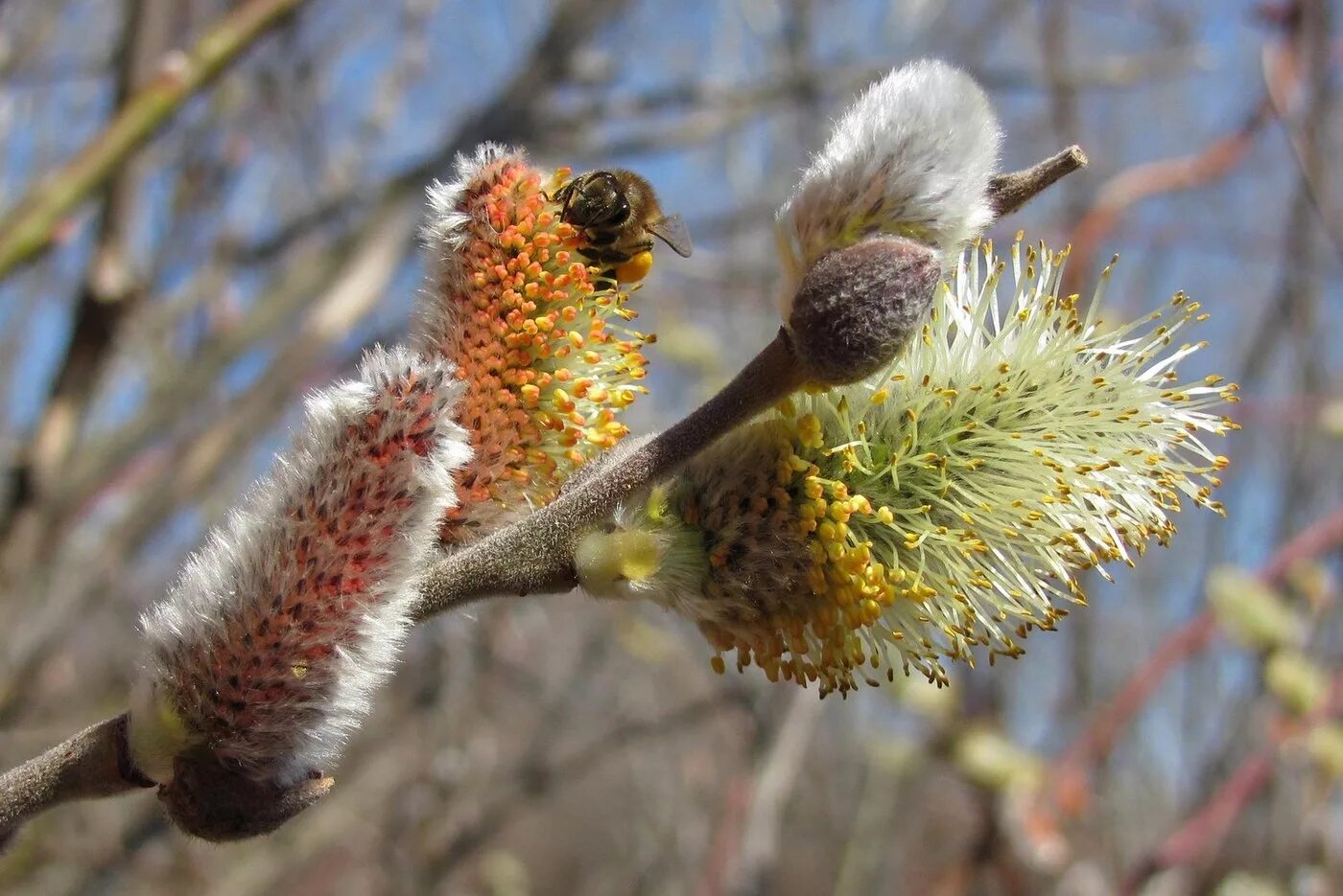 Ива Козья (Ракита). Ива Козья (Верба). Верба и Ива. Ива Козья Salix caprea. Верба название дерева