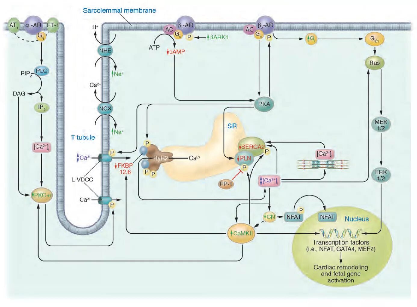 L Type Calcium channel. Биохимия генетика медицина рисунок. CA channel l-Type. Анэкс л тайп.