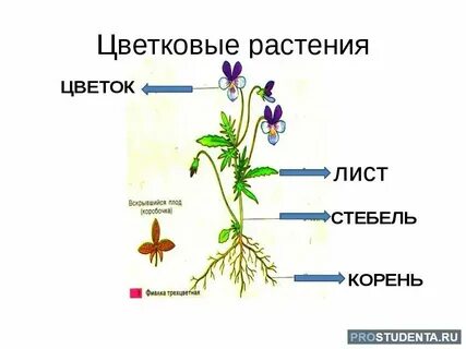 Какие цветы отвечают на вопрос что
