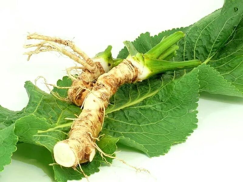 Женьшень дальневосточный. Цикорий обыкновенный корень. Корни или коренья. Корни или коренья. Корни или коренья.