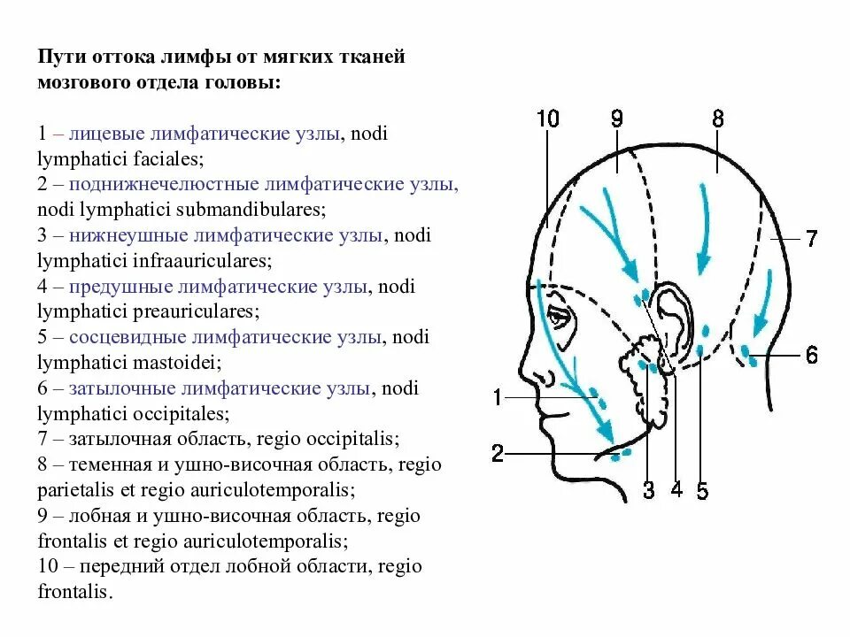 Лимфатические узлы лобно теменно затылочной области. Топографическая  анатомия  мозгового  отдела головы -1. Пути оттока лимфы от лицевого отдела головы. Схема лимфосистемы головы. Отдел затылок