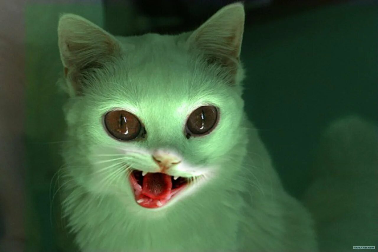 ликои оборотневые кошки. покажи страшных котиков. страшный кот. покажи страшных котиков. морщинистый канадский сфинкс.