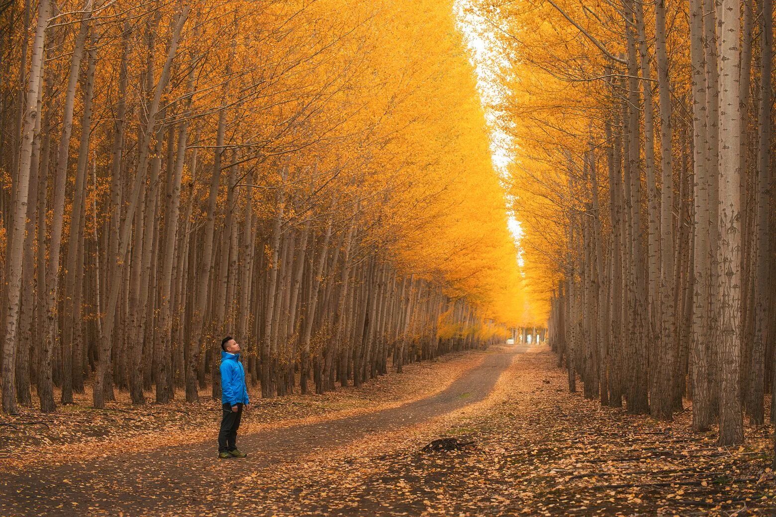 Среди серых еще не одетых деревьев. Golden Tree.