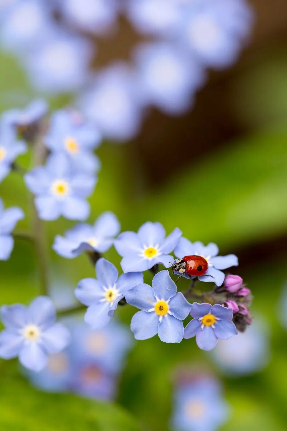 Незабудка крупноцветковая. Незабудка Myosotis Myomark. Поле незабудок. Незабудки разноцветные. Цвет лютика и незабудки