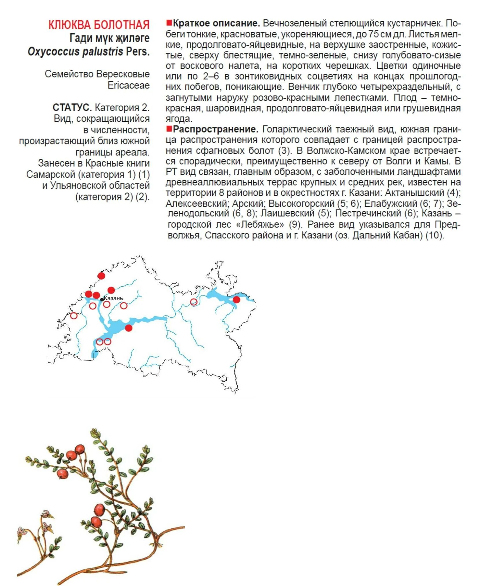 Клюква болотная описание. Клюква Болотная ареал произрастания в России. Клюква ареал распространения в России. Клюква Болотная фото и описание. Клюква Болотная красная книга.