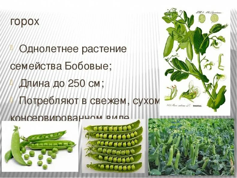 Описание растения горох 6 класс биология. Горох какое семейство растений. Горох какое семейство растений. Горох зимующий. Систематическое положение гороха посевного.