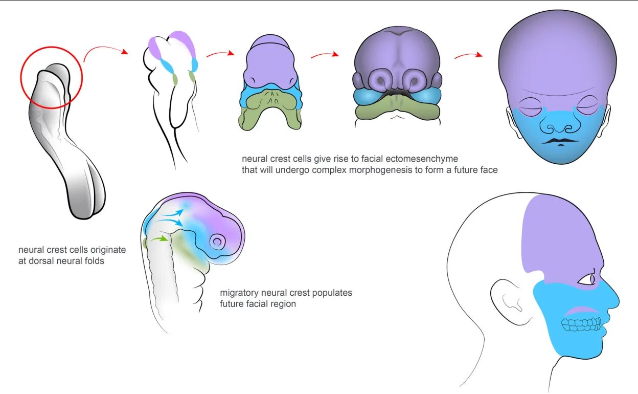Neural development. Neural crest cells. developing face.