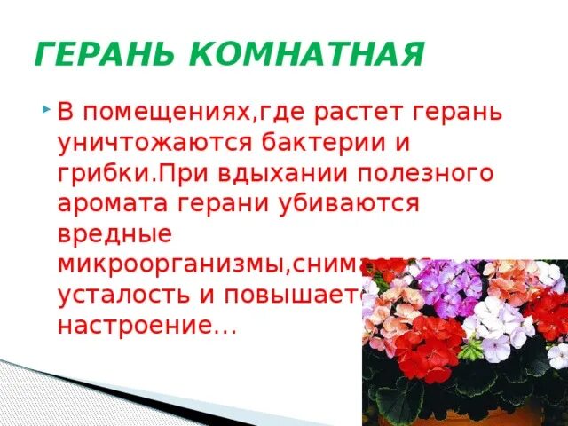 Свойства герани комнатной. Герань характеристика. Где растет герань. Пеларгония где растет. Самые фитонцидные комнатные растения.