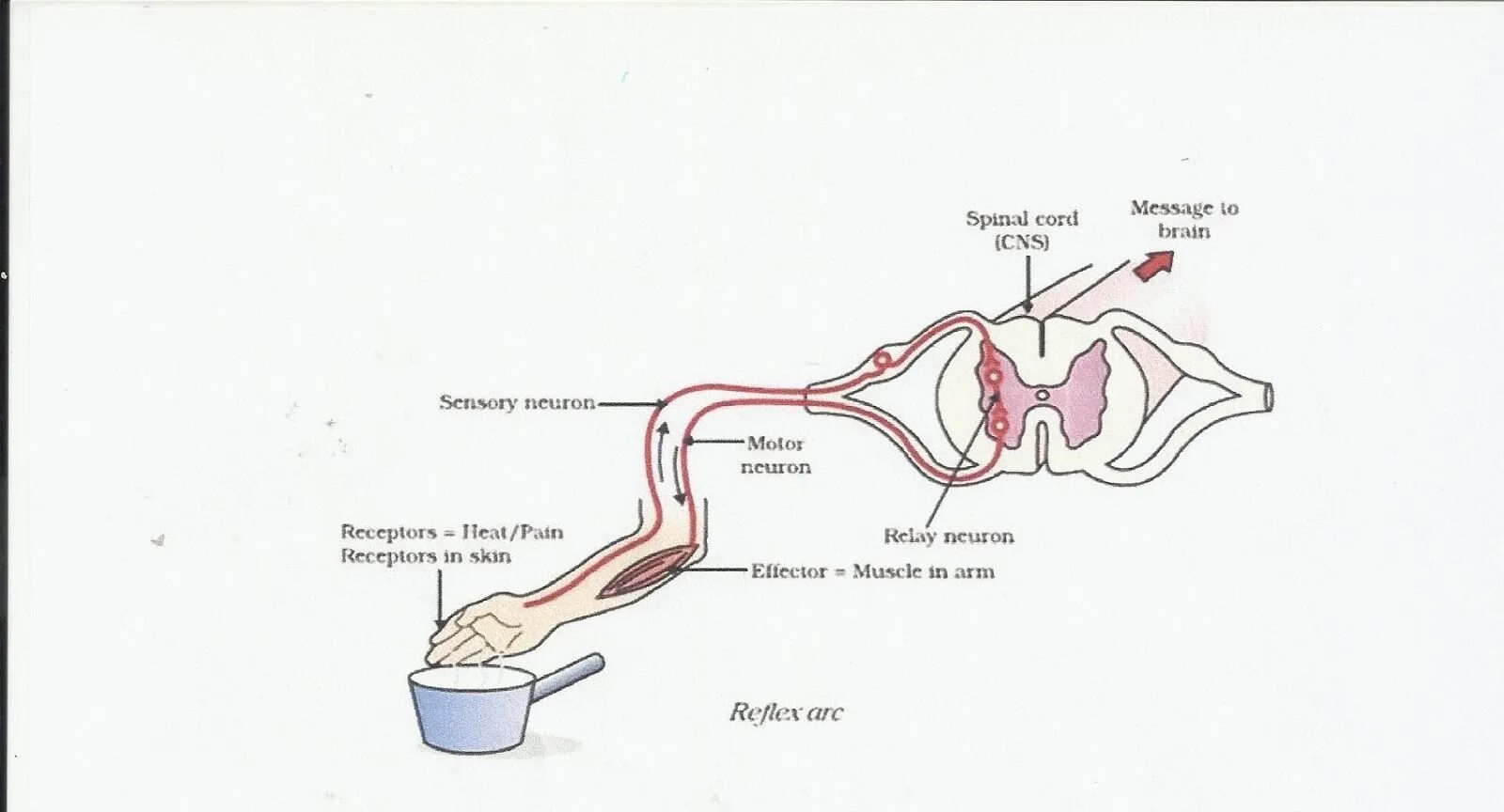 Схема рефлекторной дуги отдергивания руки от горячего предмета. Рефлекторная дуга отдергивания руки от горячего предмета. Схема рефлекторной дуги отдергивания руки. Начертите схему рефлекторной дуги отдергивания руки.