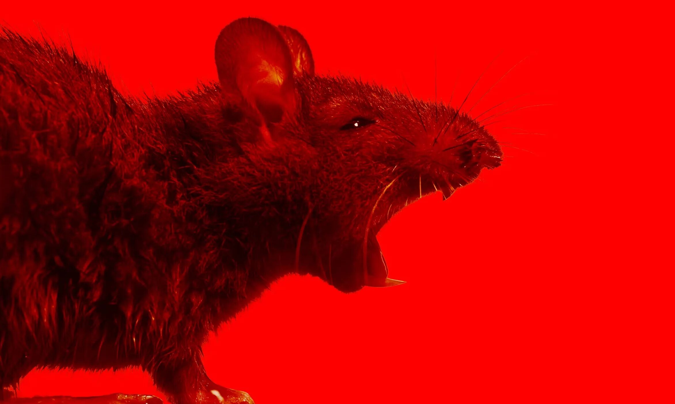 Rat crying