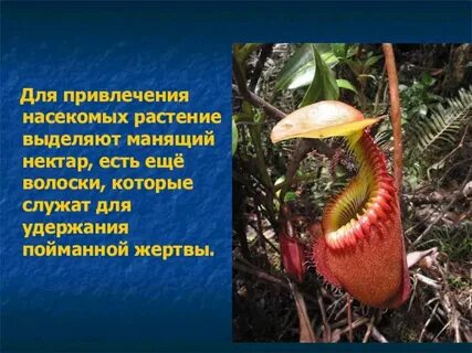 Является двойным элементы служащие для привлечения насекомых