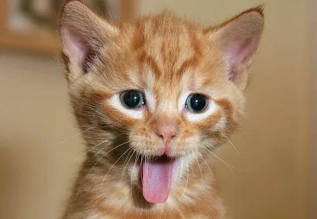funny cat: 2 тыс изображений найдено в Яндекс Картинках