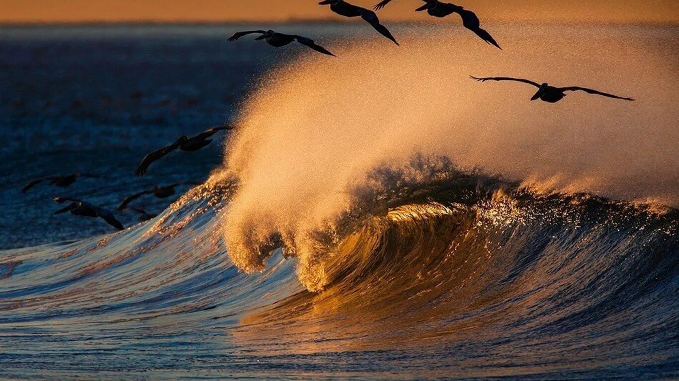 Волны и чайки над морем. Море, волны. Птицы океана. Красота моря. Волны на закате.
