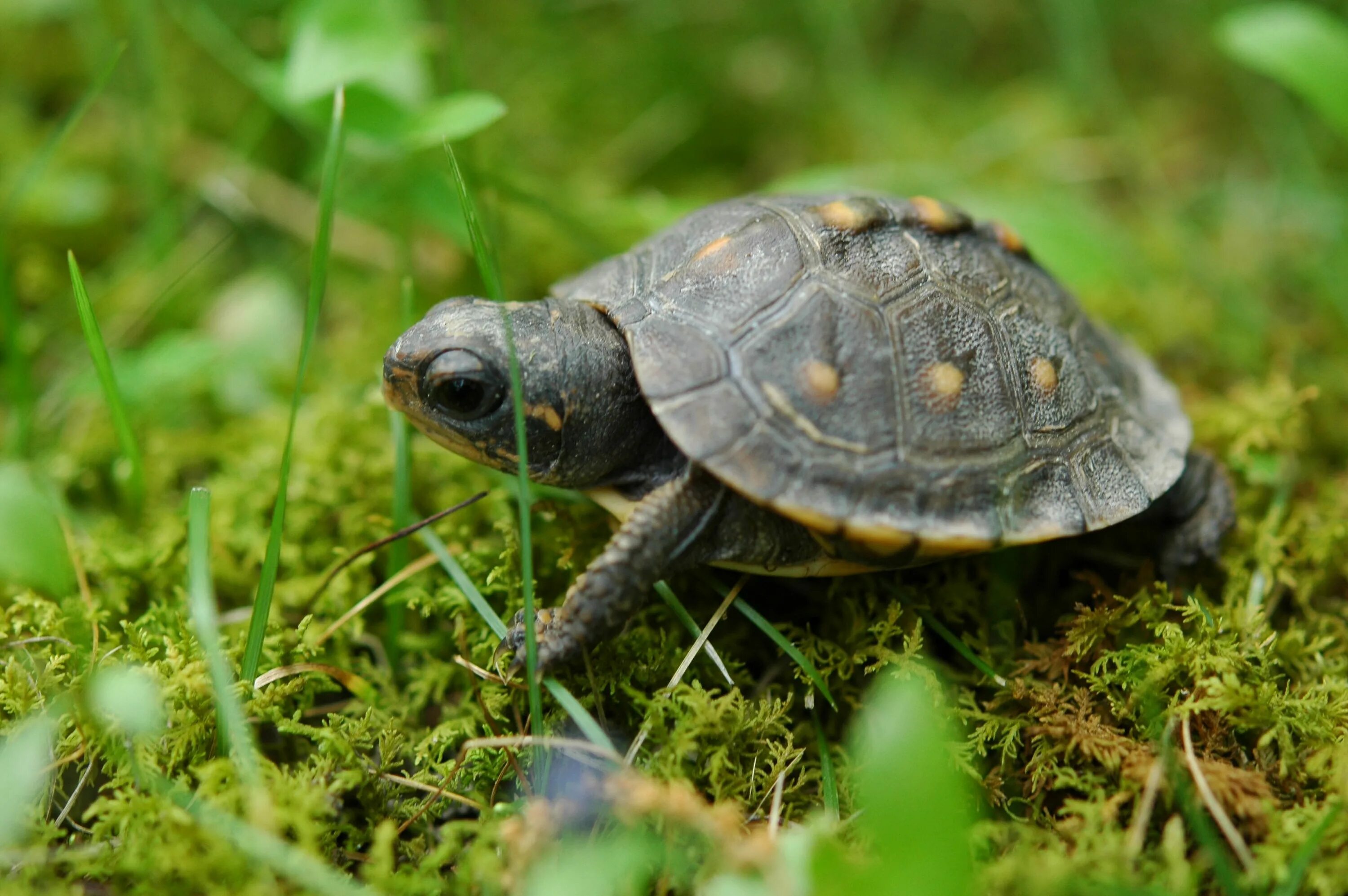 Turtle x. Плоскотелая черепаха. Пенсильванская черепаха. Черепашка тартл. Маленькие Черепашата.