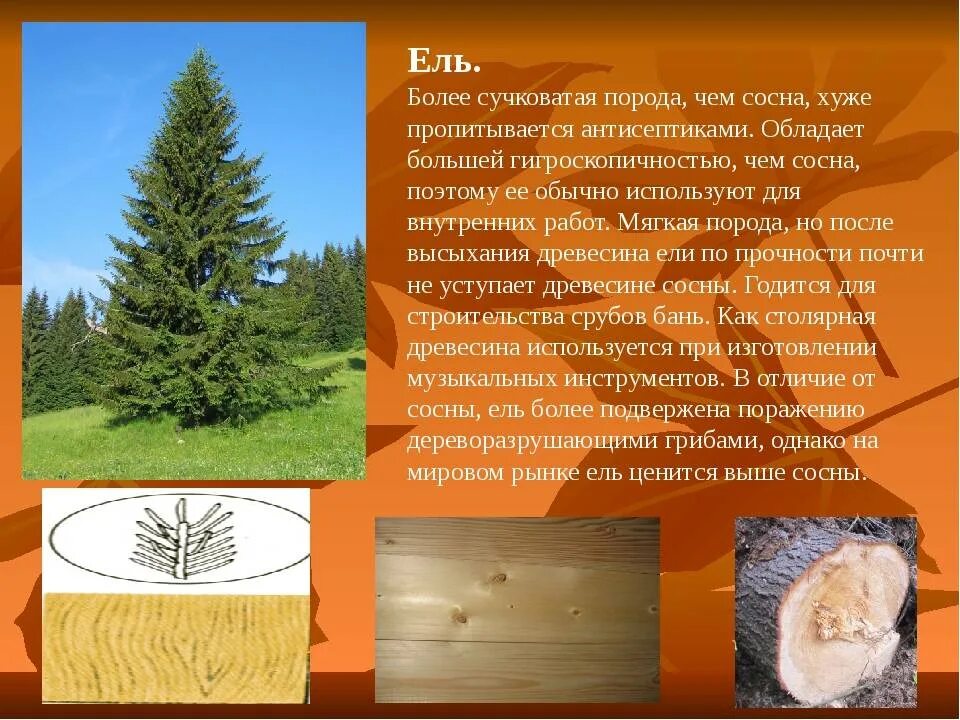 Хвойные породы деревьев. Порода древесины сосна. Сосна качество древесины. Хвойные и лиственные породы деревьев. Свойства хвойных