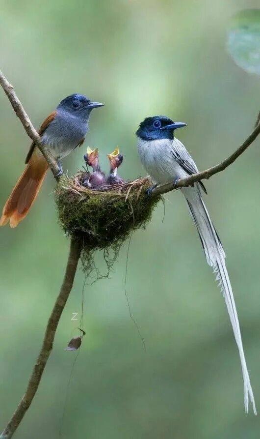 Borb. Those of a bird. Птичка мухоловка райская. Разноцветные птички. Фото птицы из металла.