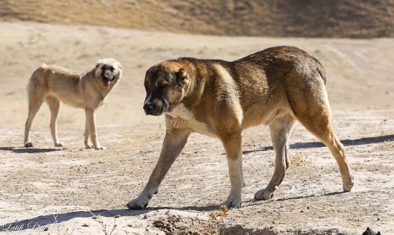 аборигенные собаки. аборигенные собаки. индийская собака пария. аборигенные собаки. африканис порода собак.