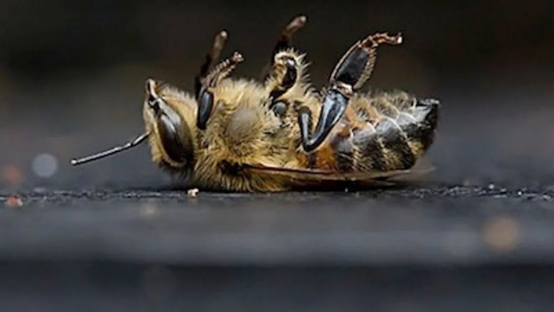 Пчелы гибнут. Мертвая пчела. Умирающие пчелы. Гибель пчел.