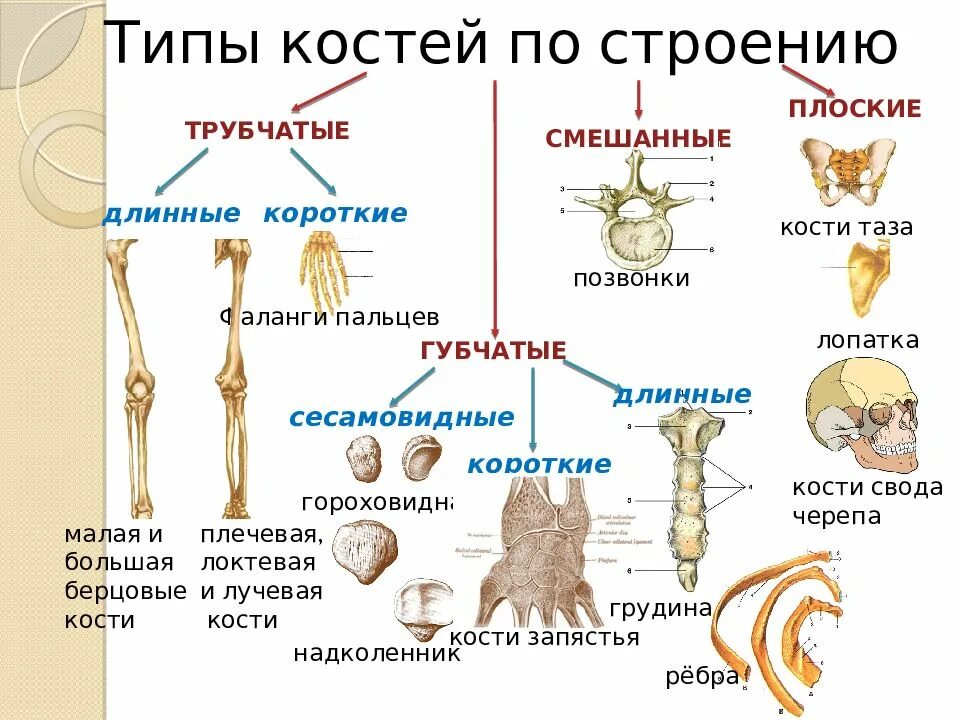 Грудные позвонки тип кости. Типы костей. Виды костей и их строение. Типы костей по строению. Типы костра.