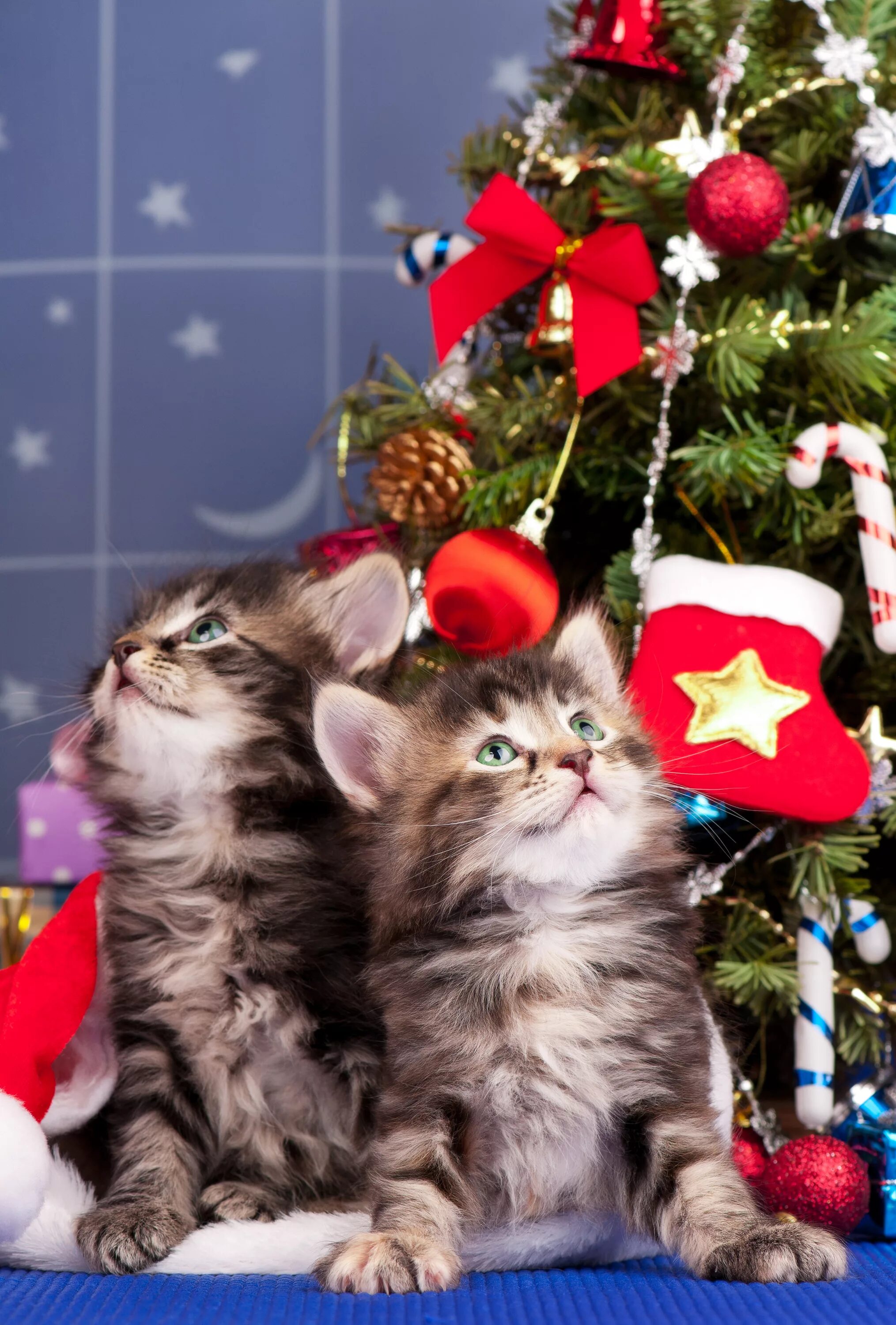 Новогодние котят. Новогодний котик. Новогодние котята. Новогодние котят. Котята в новогодних шапочках.