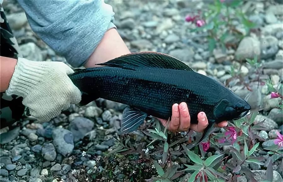 Черный хариус. Черный хариус. Черный байкальский хариус. Черный байкальский хариус. Хариус дальневосточный.