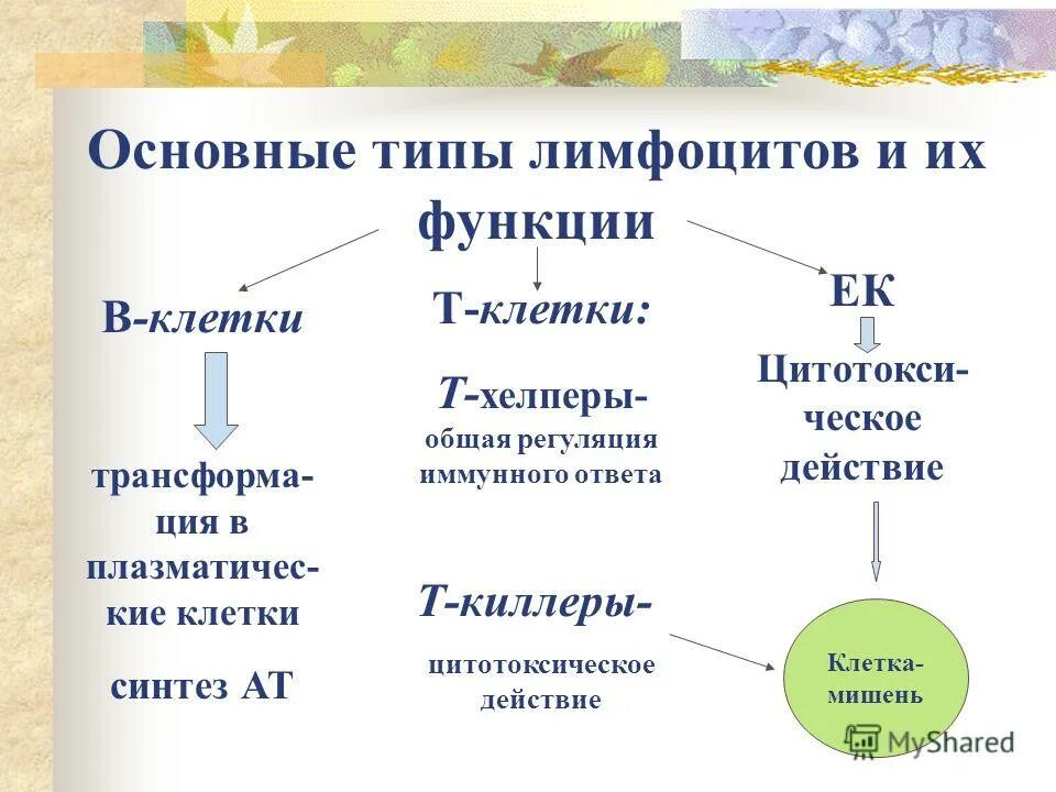 Лимфоциты функции. Перечислите функции в-лимфоцитов. Эффекторная функция т лимфоцитов. Лимфоциты функции. Функция т лимфоцитов в крови.