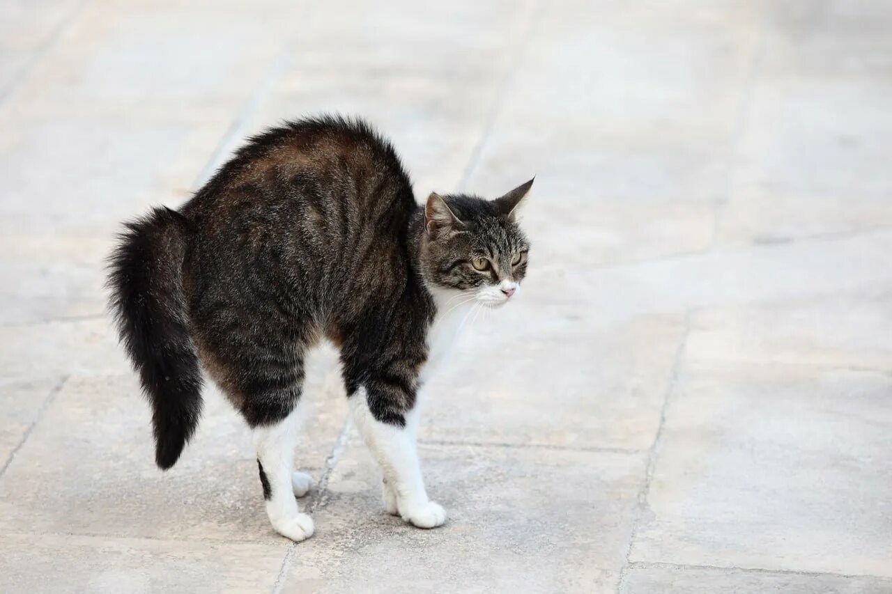 Кошка с выгнутой спиной. Кот выгнул спину. Кот с хвостом. Котенок выгибает спину. На хвосте каждой кошки