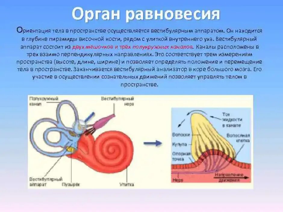 Какое значение имеет вестибулярный аппарат. Отолитовый аппарат внутреннего уха. Вестибулярный анализатор 8 класс биология. Рецепторы вестибулярного аппарата расположены в улитке. Вестибулярный аппарат внутреннего уха строение.