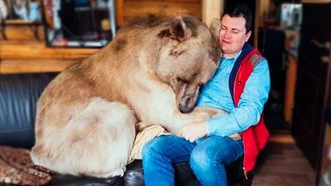 Медведь живет дома