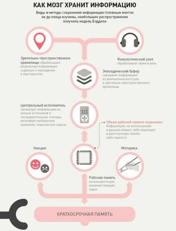 Мозг и информация. Как мозг усваивает информацию. Память инфографика. Как мозг обрабатывает информацию. Как не забывать информацию