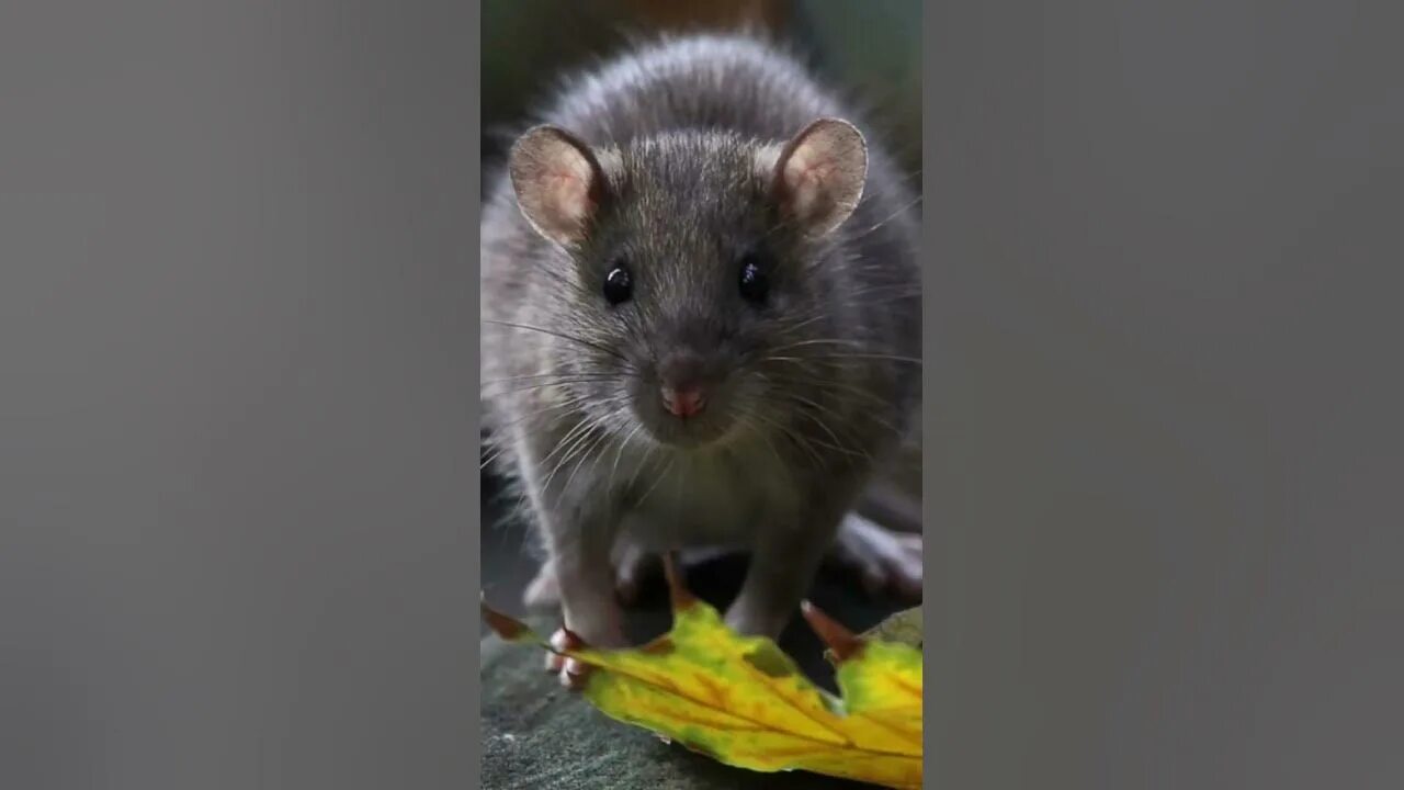 Секреты серой мыши. Крыса. Красивые крысы. Серая мышь. Эстетика серой мыши.